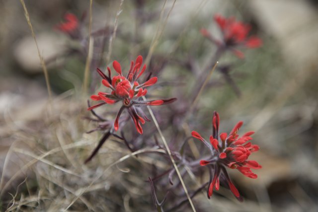 A Vibrant Red Flower in the Desert