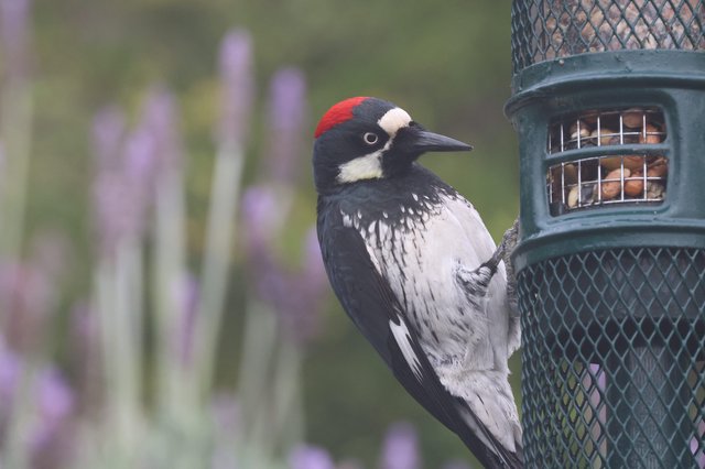 Acorn Woodpecker Visiting Garden Bird Feeder