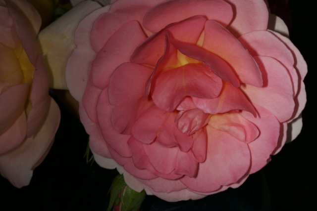 Pink Rose with a Yellow Center