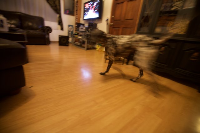 Dog Walking on Hardwood Floor