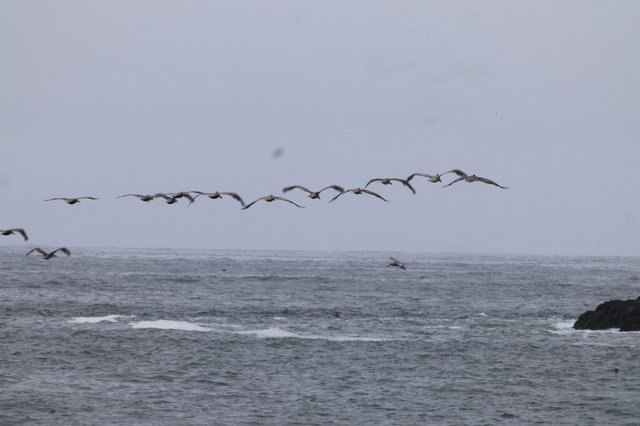 Pelican Squadron Skims Over Stormy Pacific Waters