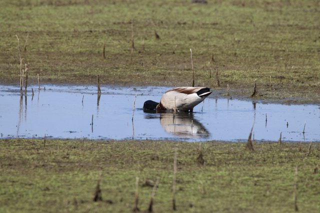 Northern Pintail Duck Foraging in Shallow Wetland Pool