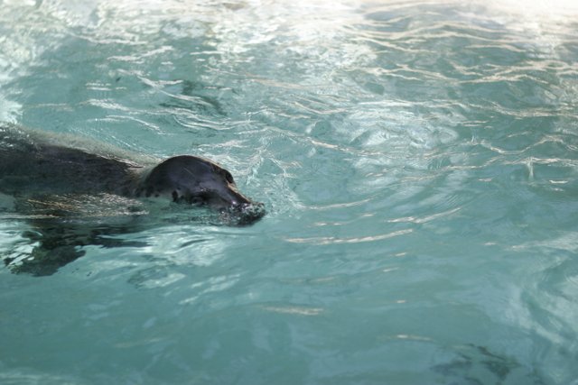 Seal Swimming in Zoo's Water Pool