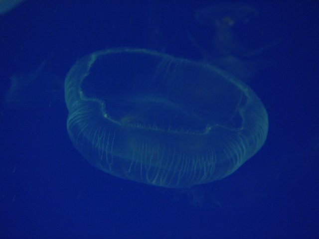 Graceful Jellyfish Swim in Blue Ocean