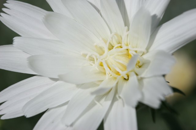 Elegant White Daisy-Dahlia Hybrid