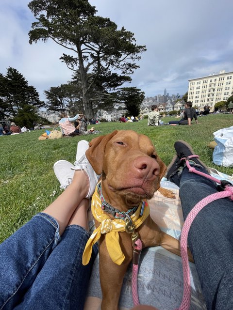 A Relaxing Day at Alamo Square with Man's Best Friend