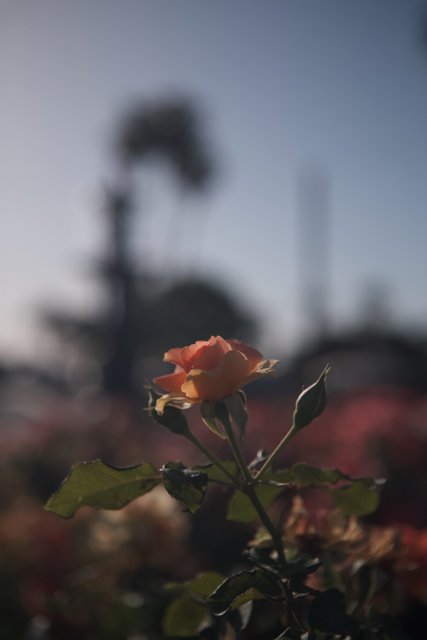 Radiant Rose in Full Bloom