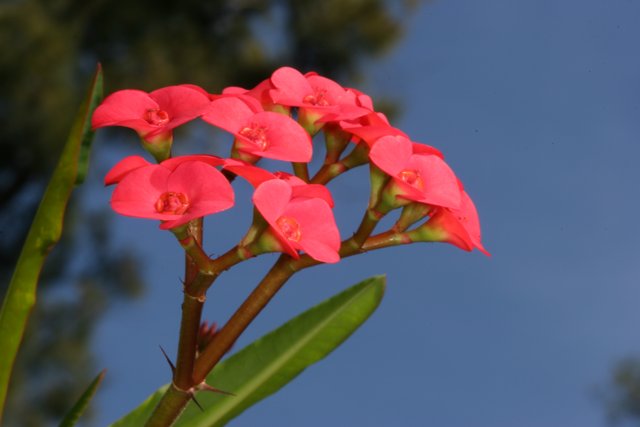 Pink Geranium Flower in Natural Surroundings