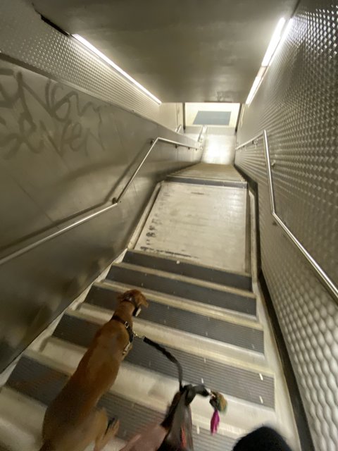 A Canine Companion on the Staircase