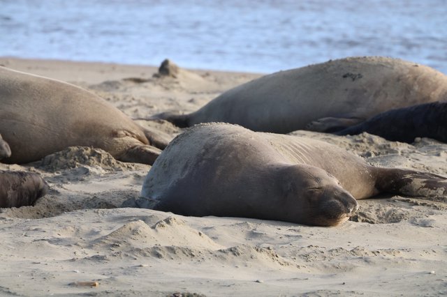 Elephant Seal Resting Peacefully on Sandy Beach