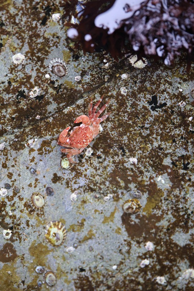 Red Rock Crab Clinging to Barnacle-Covered Tidepool Rock