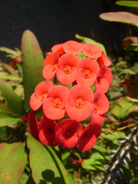 Red Begonia Cluster