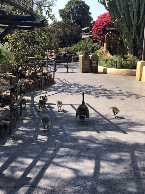 Fowl Family on Walkway