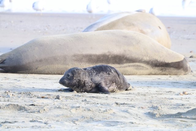 Newborn Elephant Seal Pup Resting Beside Mother