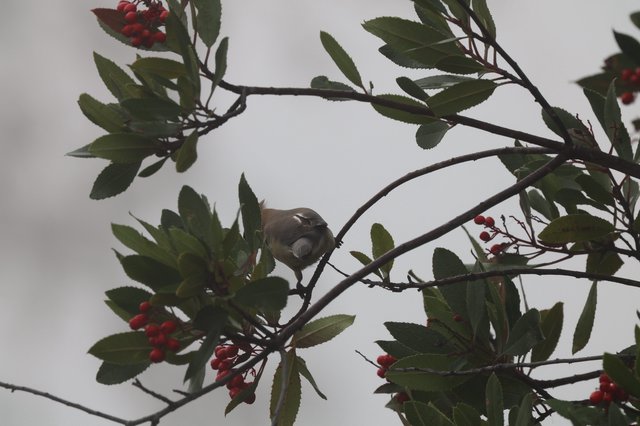 Small Bird Perched Among Red Berries and Green Leaves