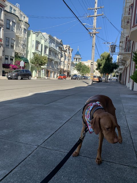 A Canine Stroll in the City