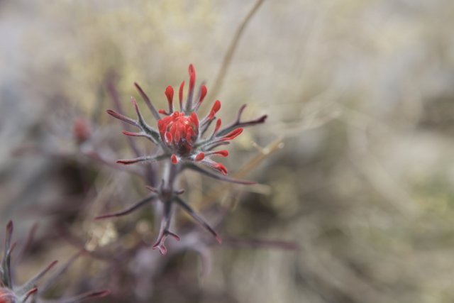 Vibrant Red Flower Blooms in the Desert Sands