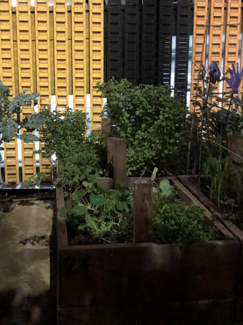 A Herb Garden in the City