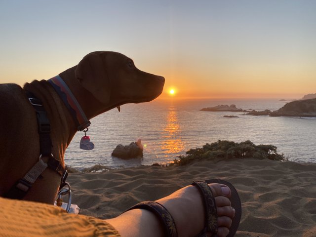 Canine Companion at Sunset Beach