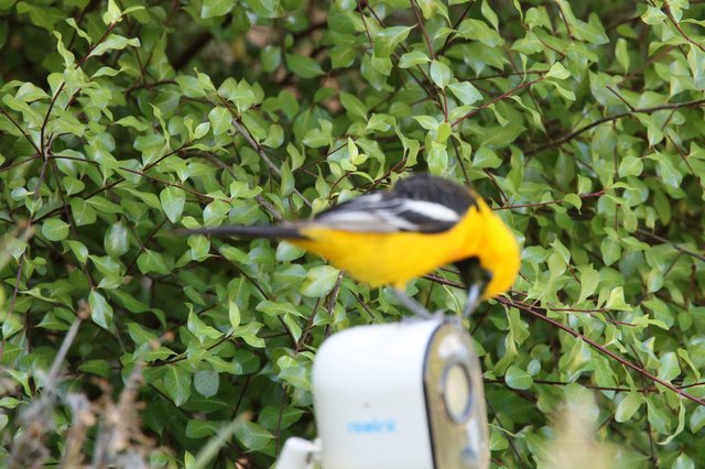 Hooded Oriole in Flight Captured Mid-Motion