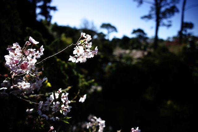 Cherry Blossoms in the Japanese Tea Garden