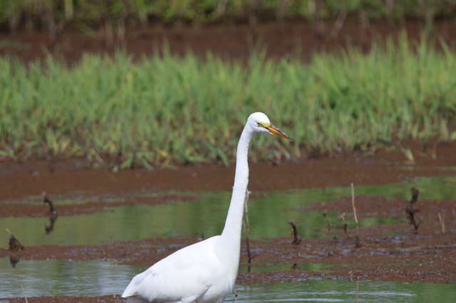 Great Egret Wading in Shallow Wetland Waters