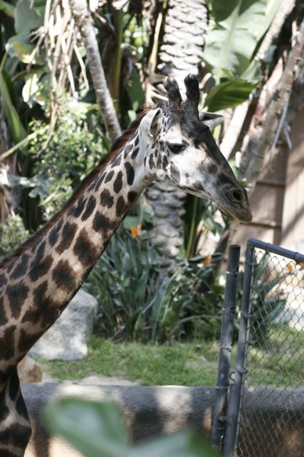 Giraffe in the Zoo