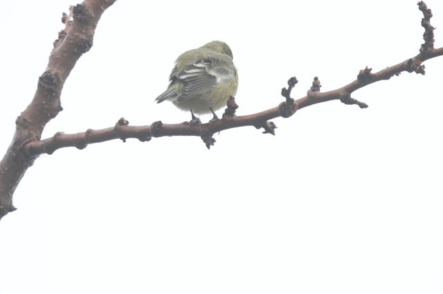 Fluffed Warbler Resting on Winter Branch