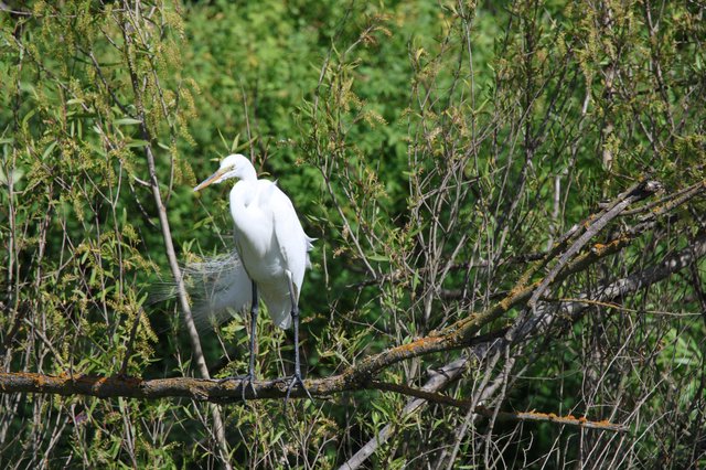 Great Egret Perched Among Spring Willows at Dusk