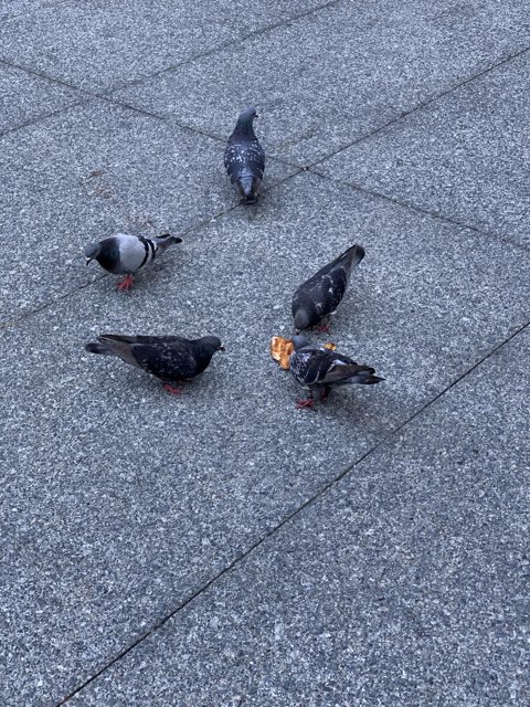 Pigeon Party at St. Patrick's Church