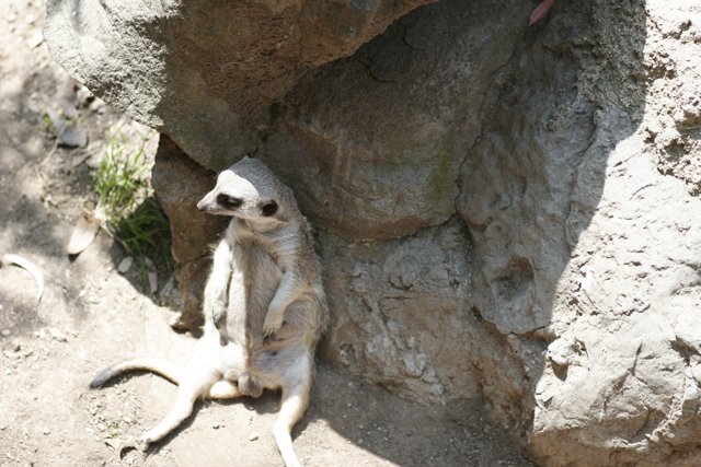 Meerkat Perched on a Rocky Throne