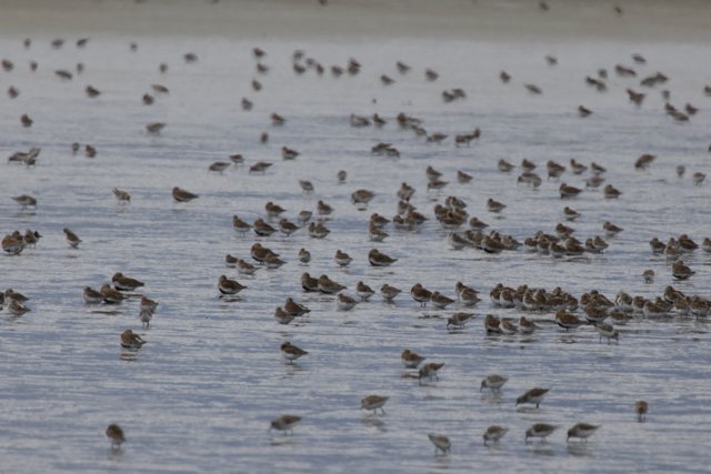 Dance of the Shorebirds