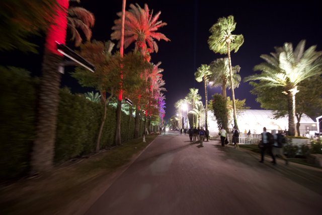Night Walk Among the Palms