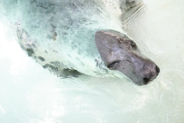 Graceful Seal in the Water