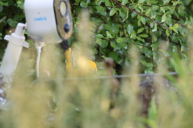 Hooded Oriole Feeding Through Foliage at Dusk