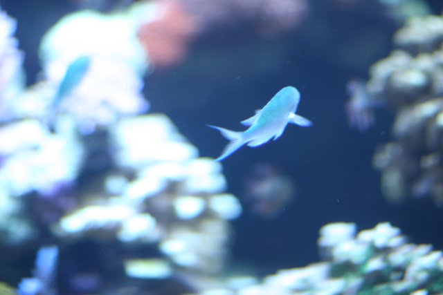 A Blue Fish in Its Underwater Paradise