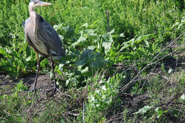 Great Blue Heron Foraging in Wetland Vegetation