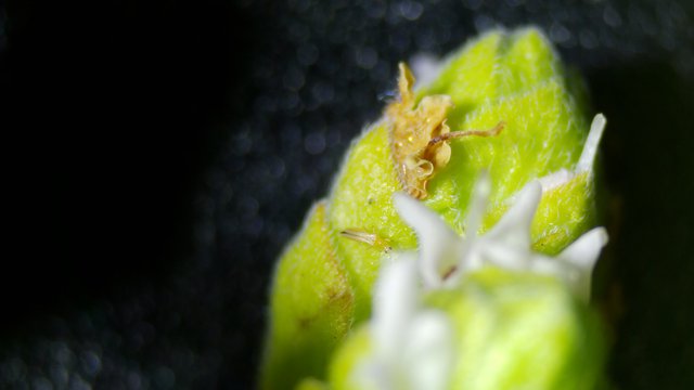 Extreme Macro: Thrips Pest on Flowering Plant Bud