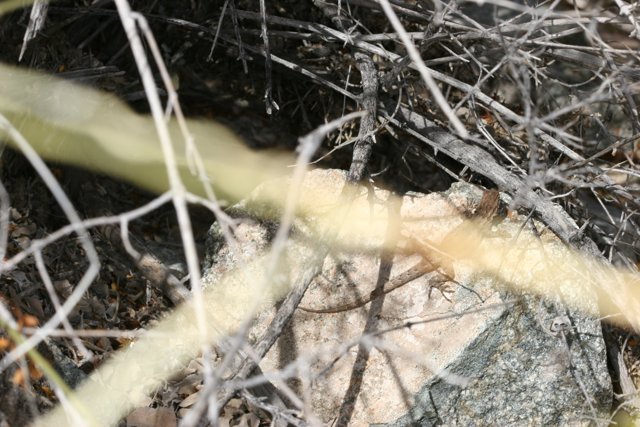 Basking Lizard in the Brush