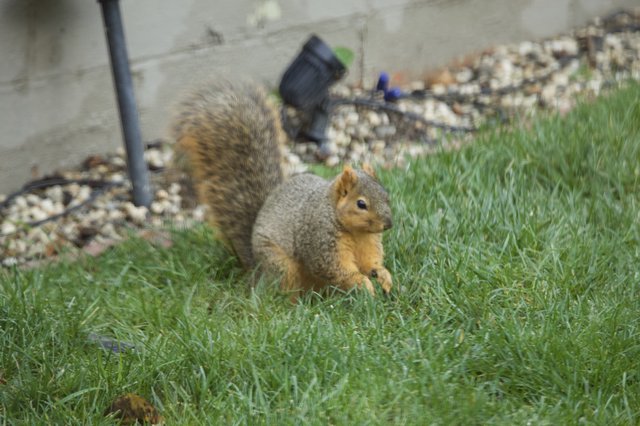 Fox Squirrel Foraging in Suburban Yard