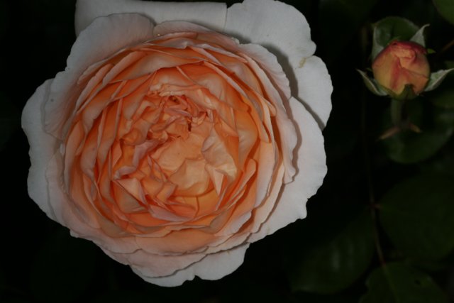 Radiant Orange Rose