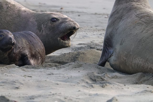 Elephant Seal Confrontation at Drakes Beach
