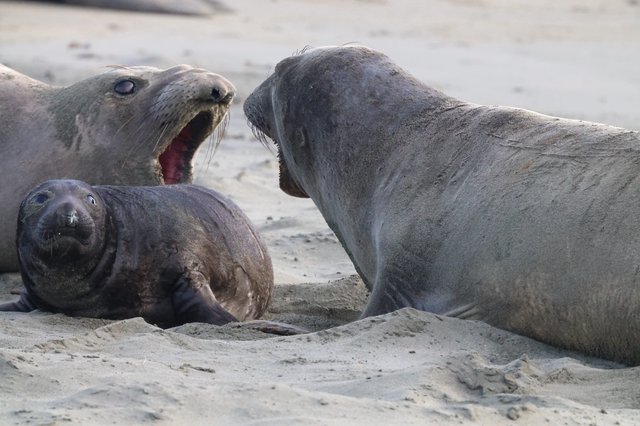 Elephant Seal Drama on Drakes Beach