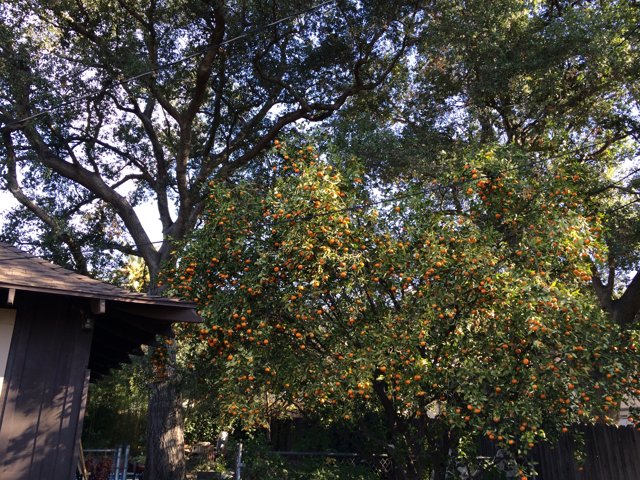 Bountiful Fruit Tree in Altadena