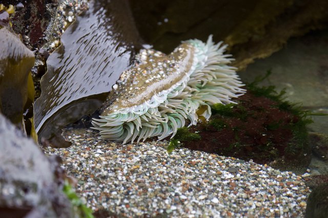 Sea Anemone Exposed in Rocky Tide Pool