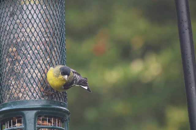 Siskin Feeding at Garden Bird Feeder