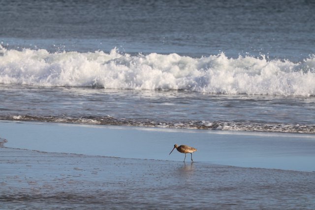 Solitary Shorebird Foraging at Water's Edge