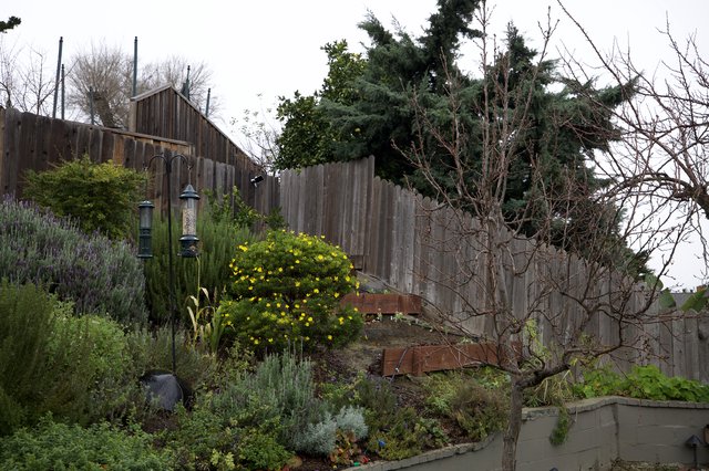 Terraced Garden with Weathered Fence and Bare Tree