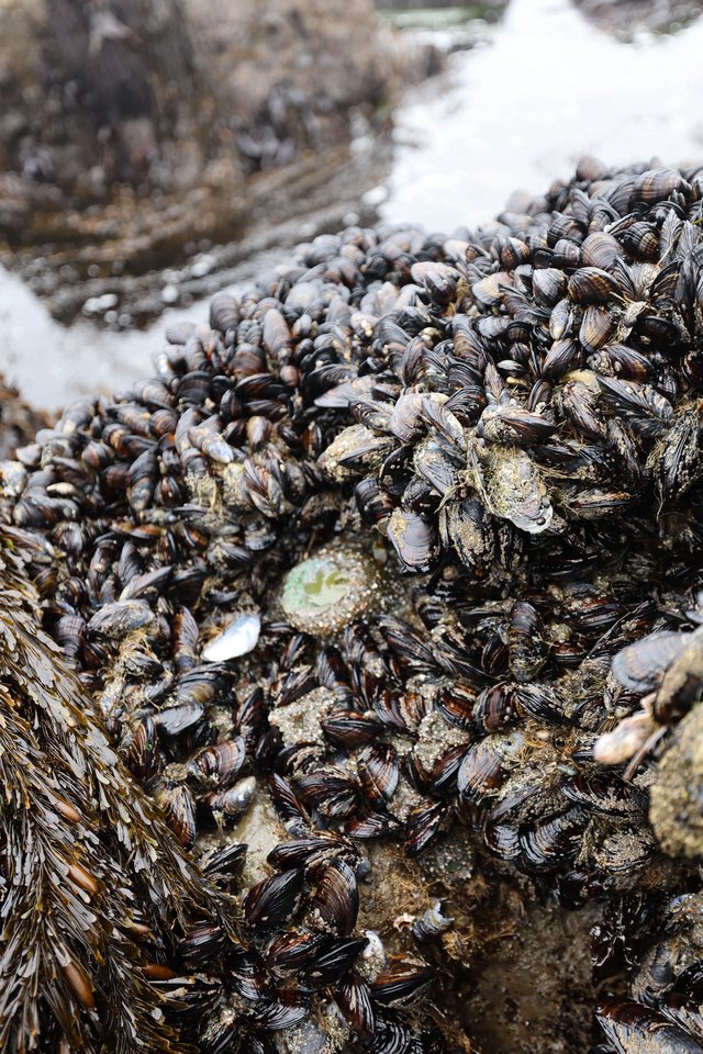 Dense Mussel Colony Covering Rocky Intertidal Zone