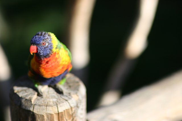Colorful Parrot Perched on Wooden Post